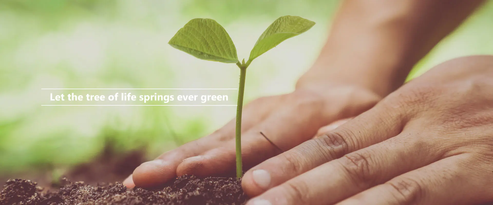 Utzi bizitzaren zuhaitza beti berde